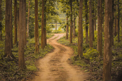 Wildlife in Bandipur National Park